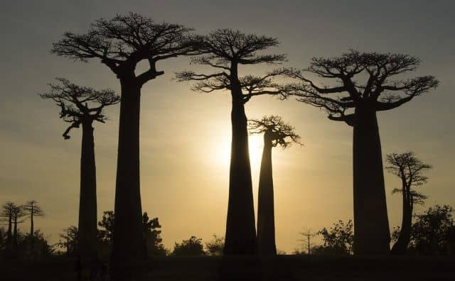 Rêver de baobab : quelles interprétations, analyses et significations ?