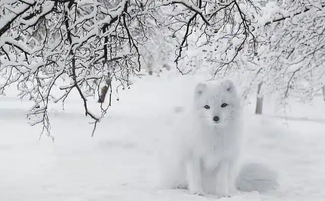 Rêver de renard blanc : quelles interprétations, analyses et significations ?