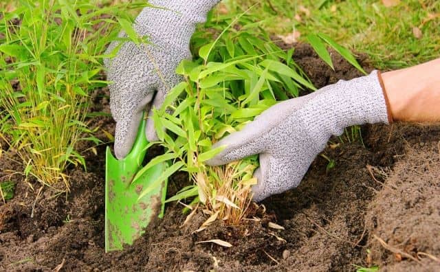 Pourquoi rêver de planter du bambou ?